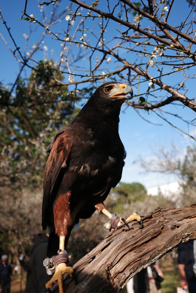 一隻棕色的猛禽鳥站在樹枝上，背景有藍天和綠色植物。